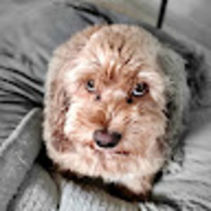 Meet your Posher, B. william